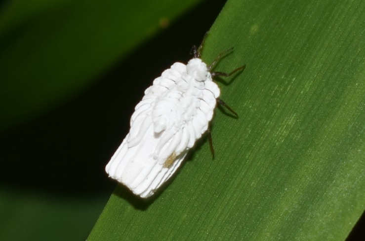 Orthezia sp. (Ortheziidae)